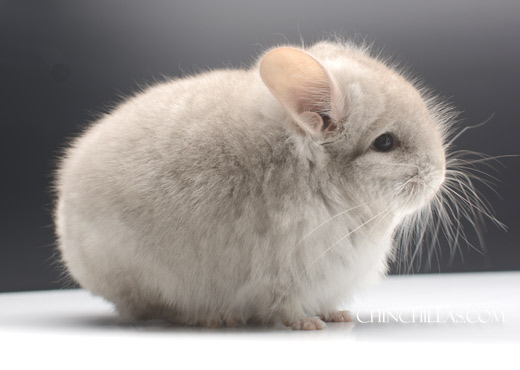 Feature Image for Standards of Chinchilla  Care